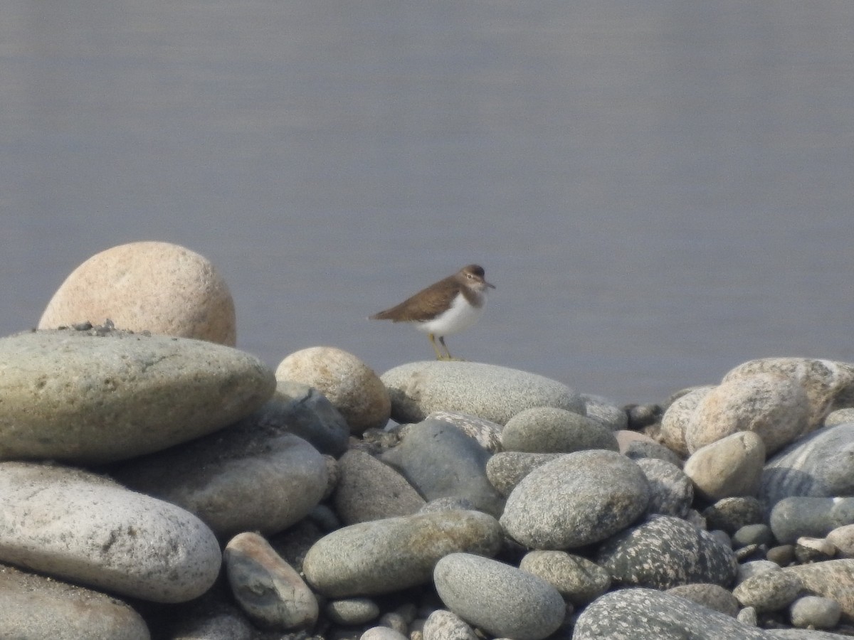 Common Sandpiper - ML647758789