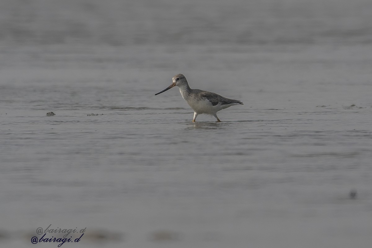 Terek Sandpiper - ML647758790