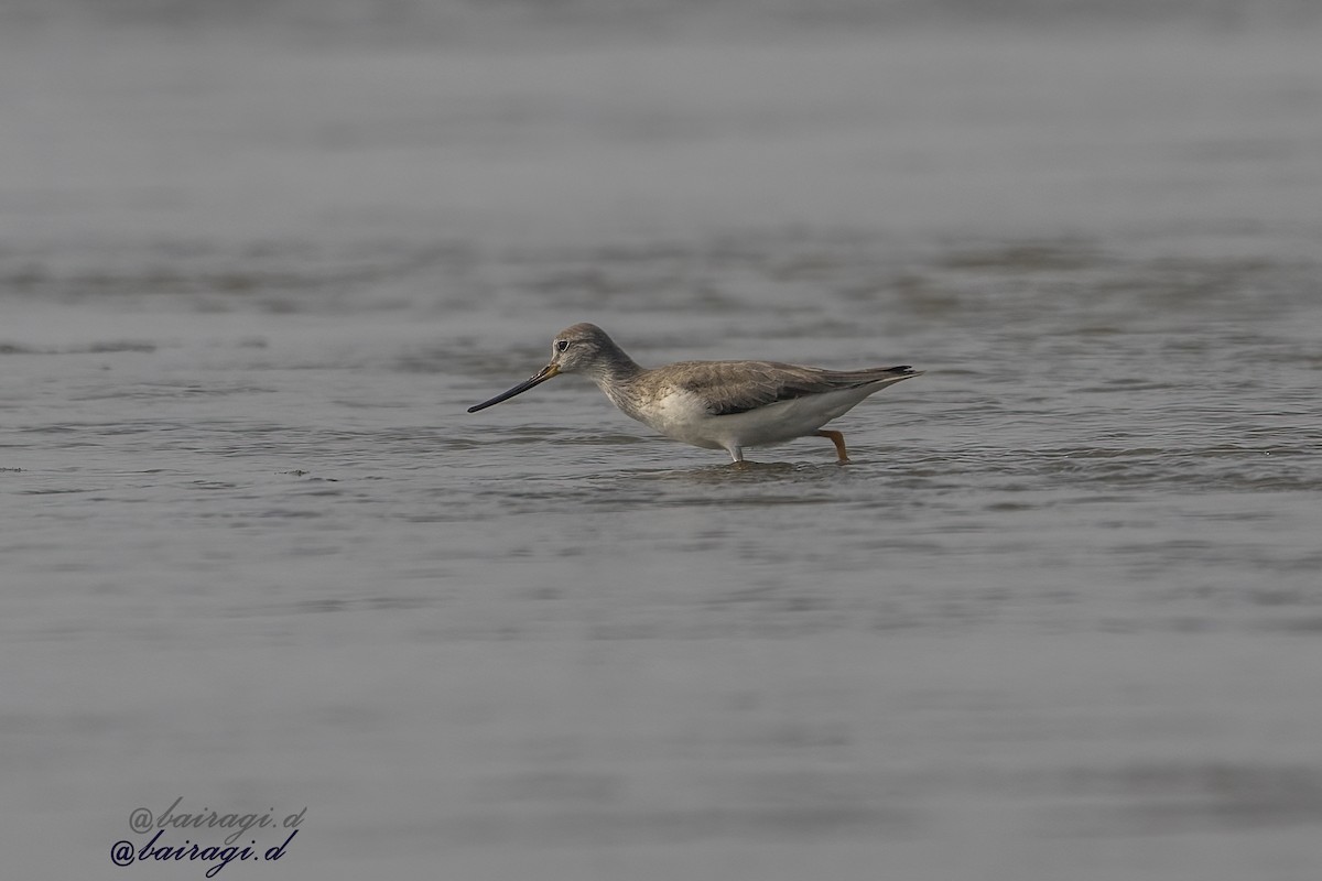 Terek Sandpiper - ML647758791