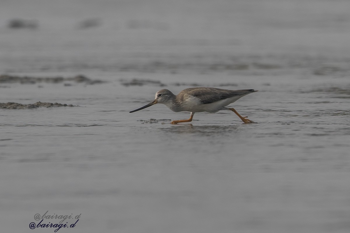 Terek Sandpiper - ML647758792
