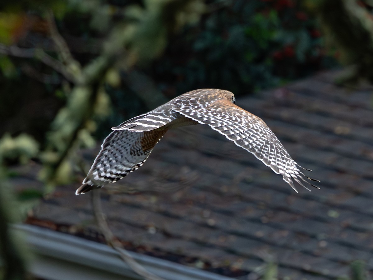 Red-shouldered Hawk - ML647758793