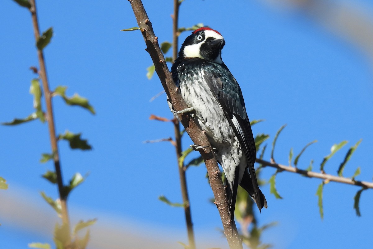 Acorn Woodpecker - ML647758794