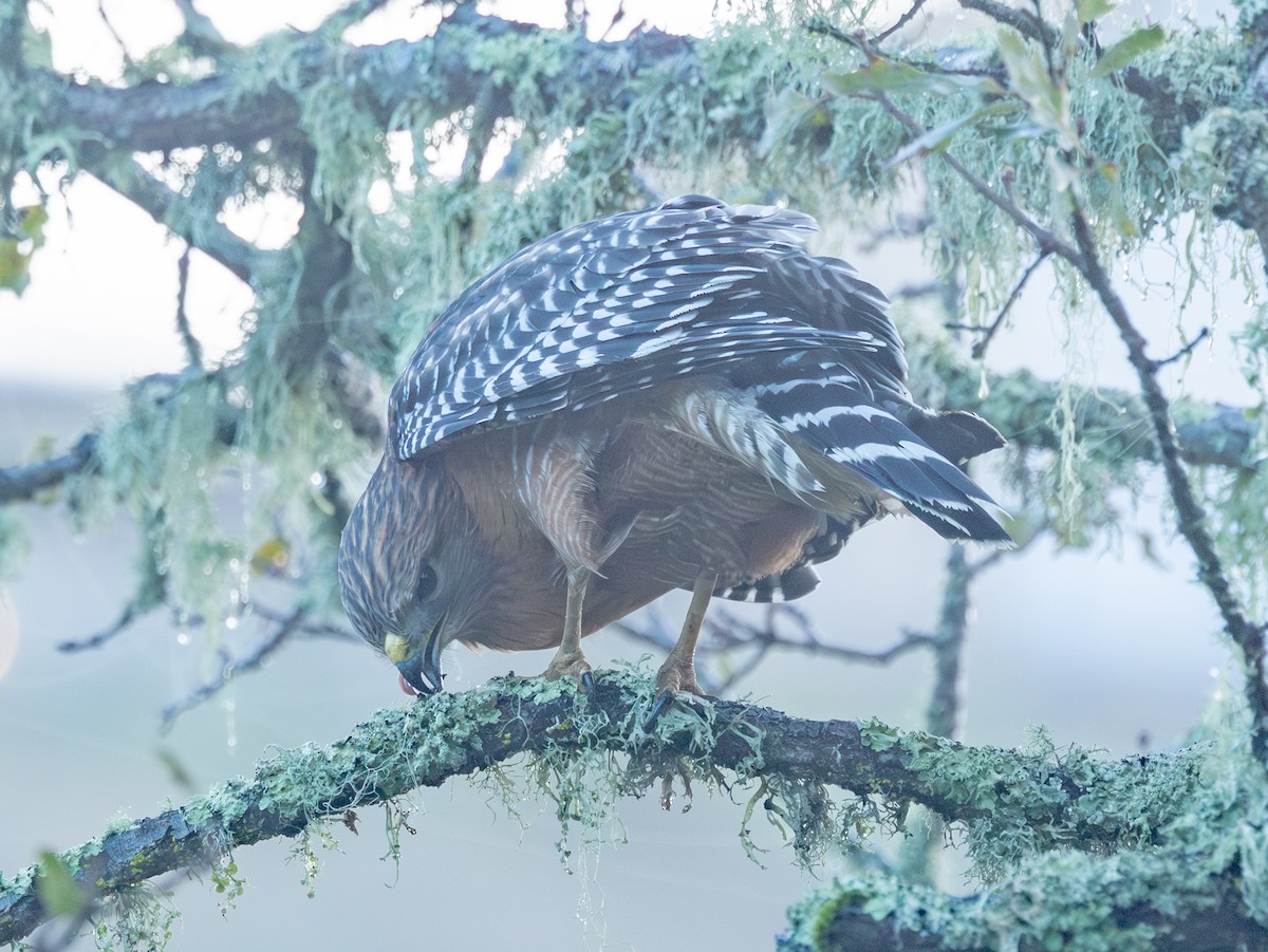 Red-shouldered Hawk - ML647758799
