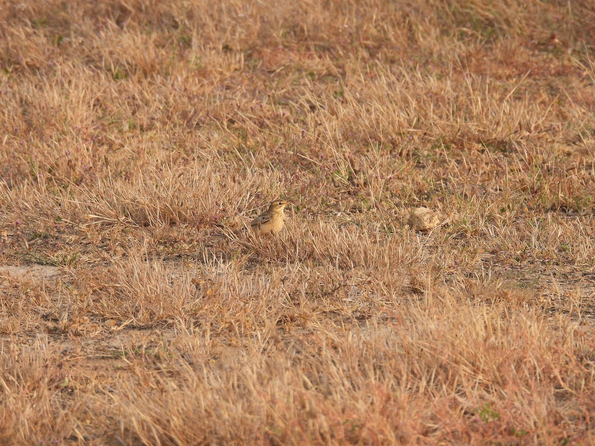 Tawny Pipit - ML647758801