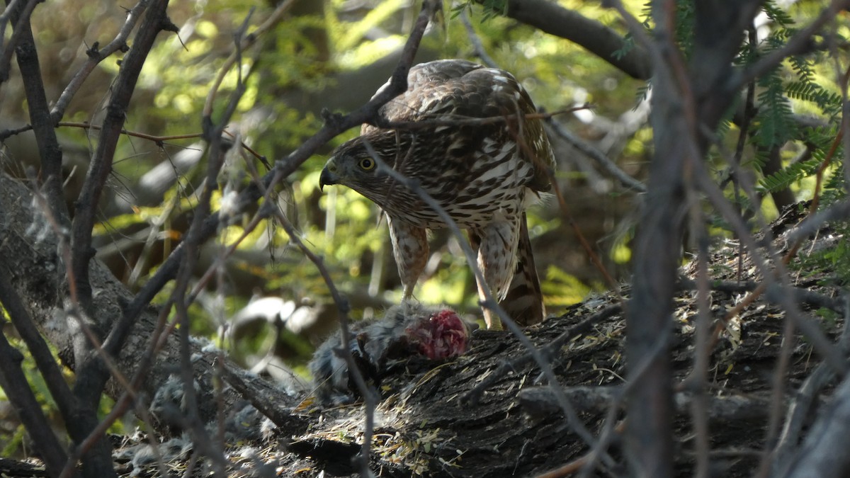 Cooper's Hawk - ML647758802