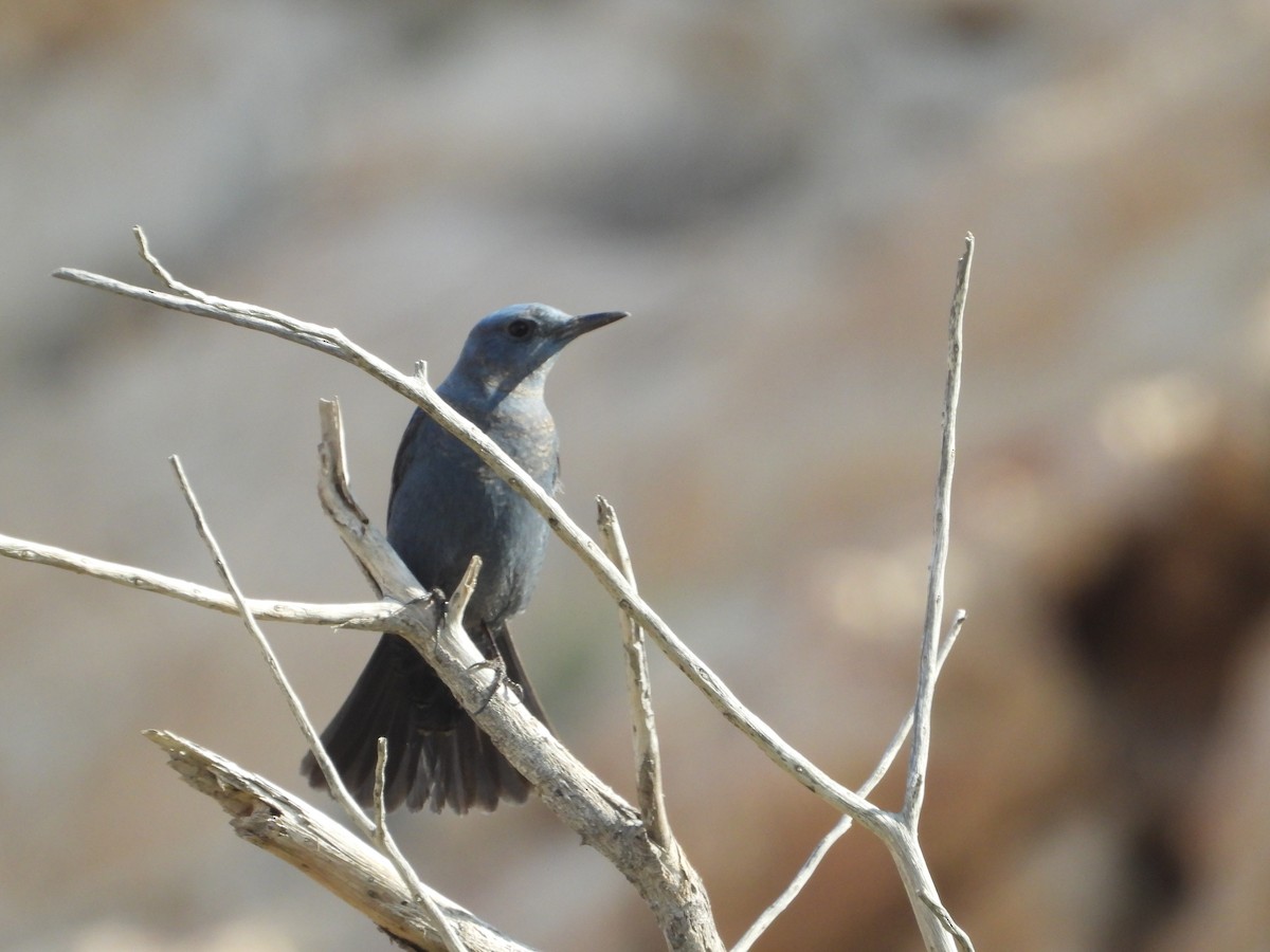 Blue Rock-Thrush - ML647758806