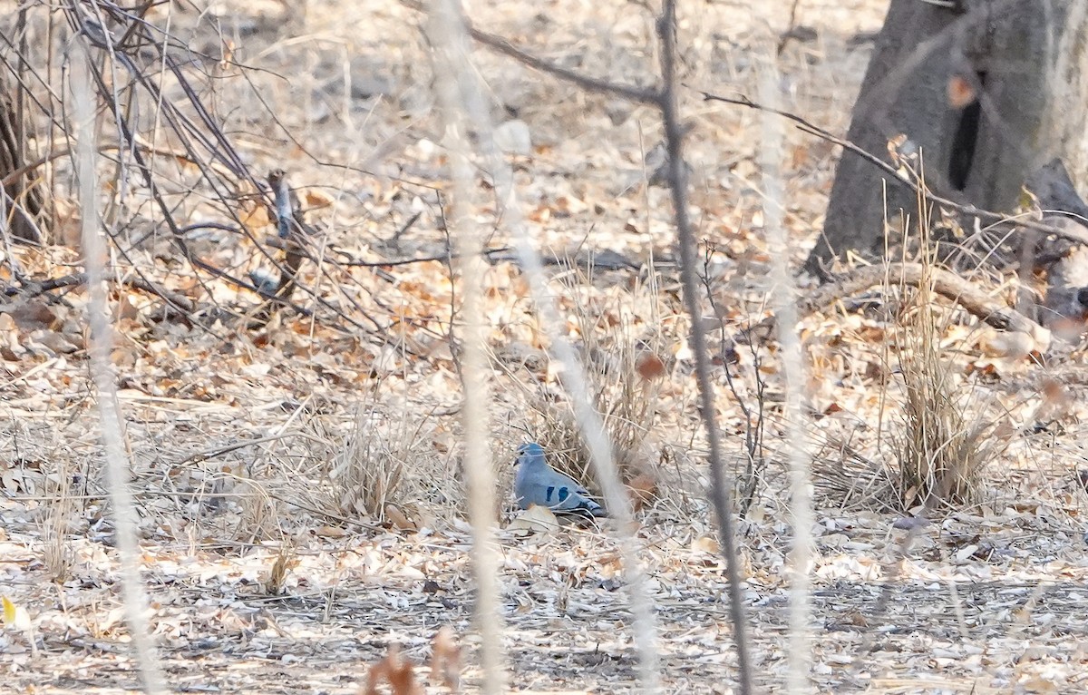 Emerald-spotted Wood-Dove - ML647758807