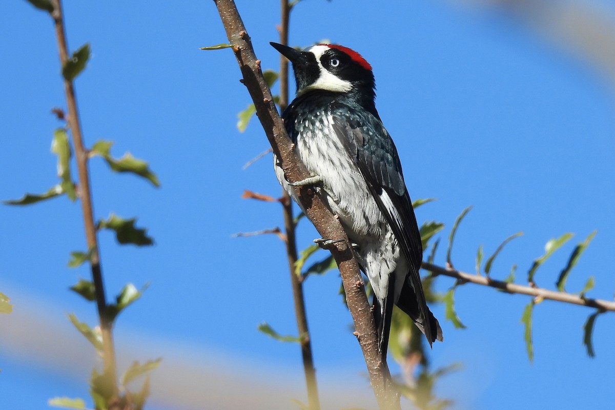 Acorn Woodpecker - ML647758808