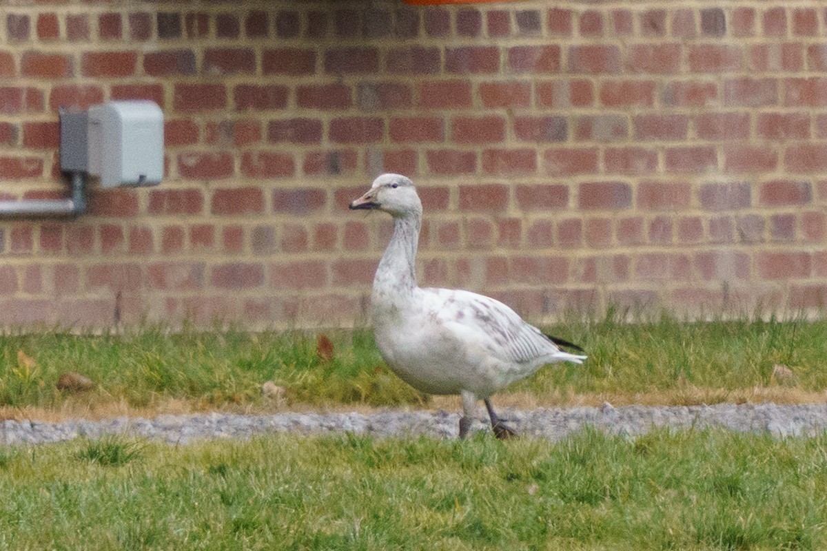 Snow Goose - ML647758809