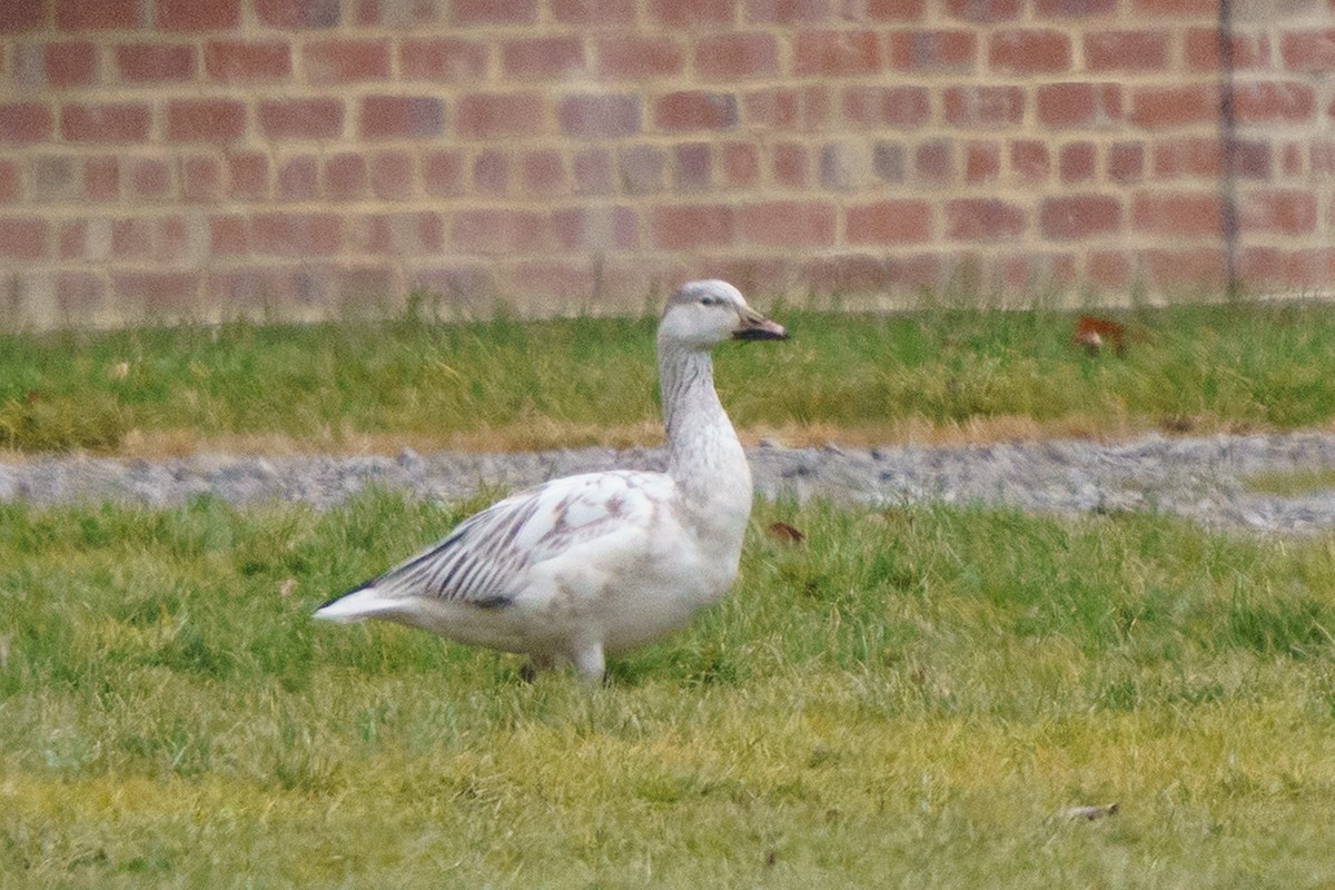 Snow Goose - ML647758810