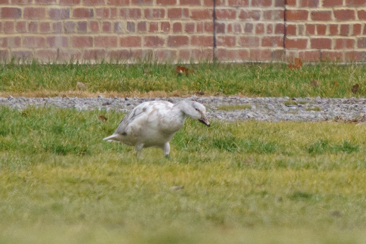 husa sněžní - ML647758811