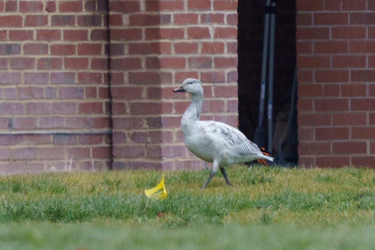 husa sněžní - ML647758812