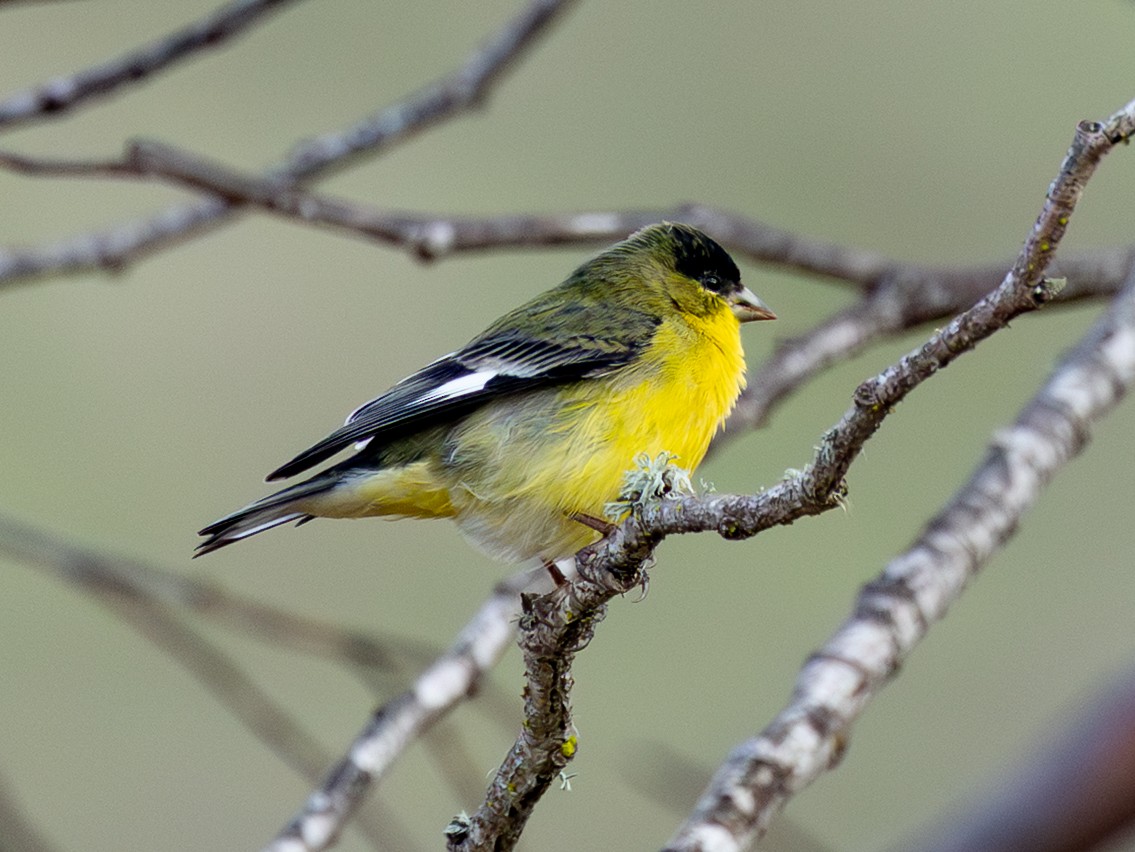 Lesser Goldfinch - ML647758813