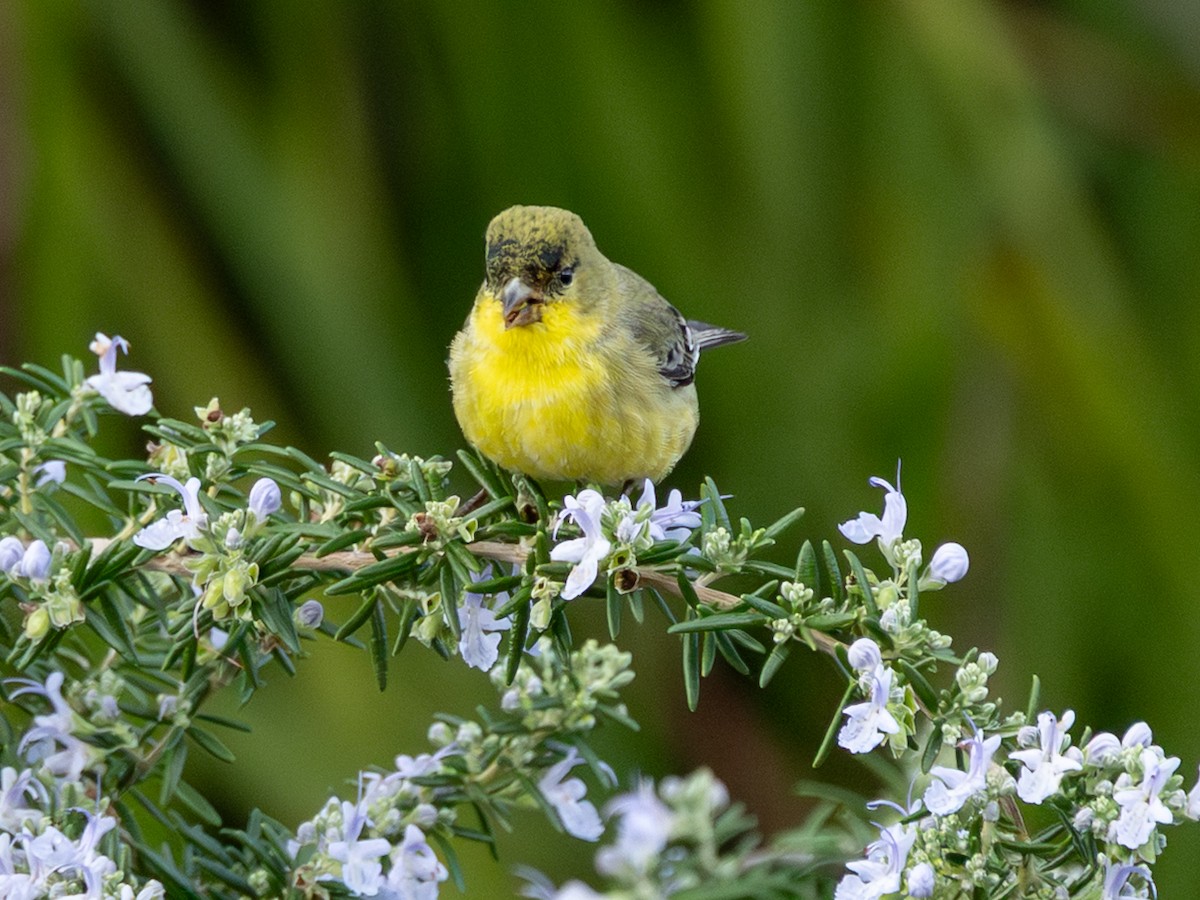 Lesser Goldfinch - ML647758814