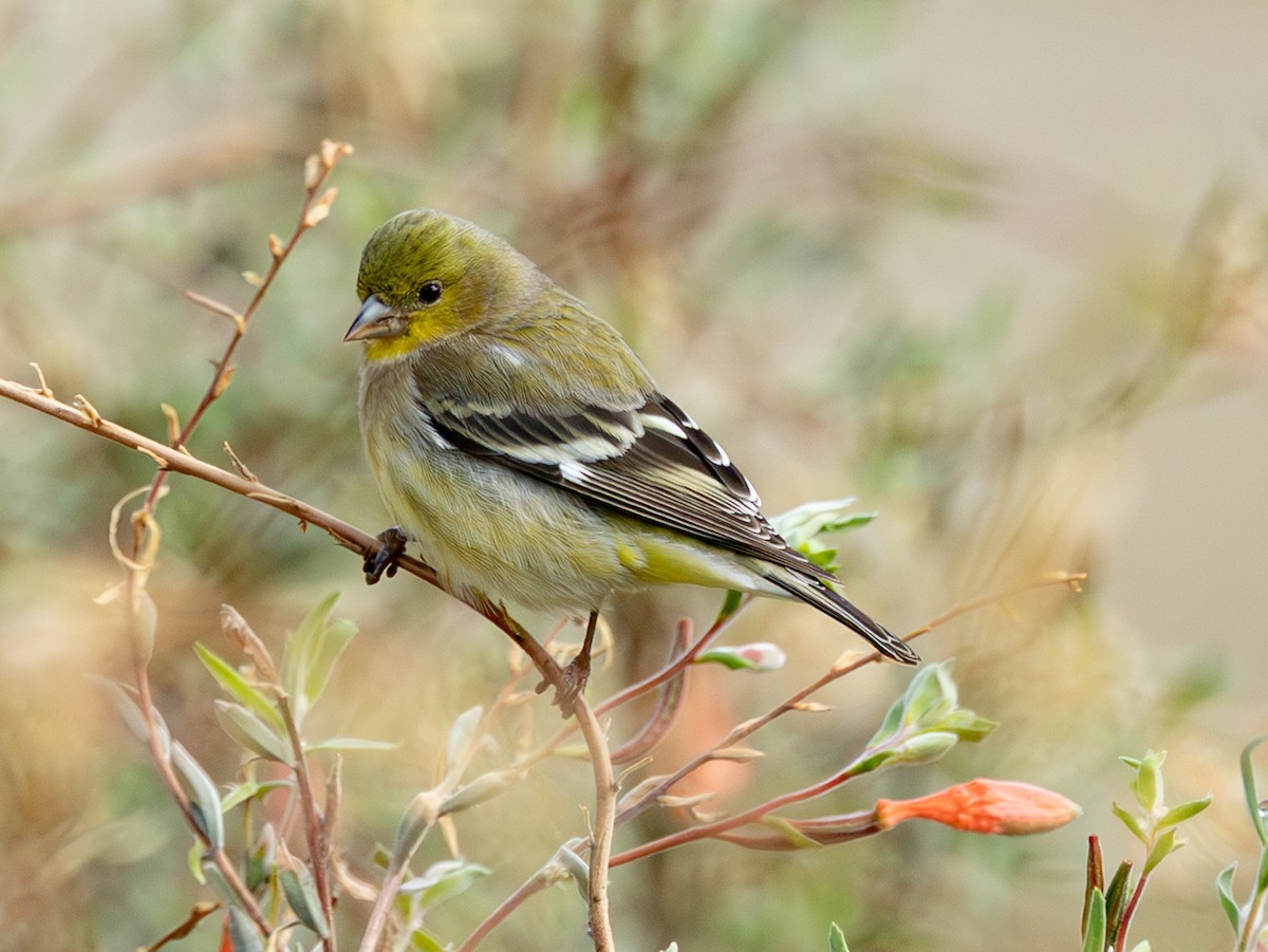Lesser Goldfinch - ML647758815