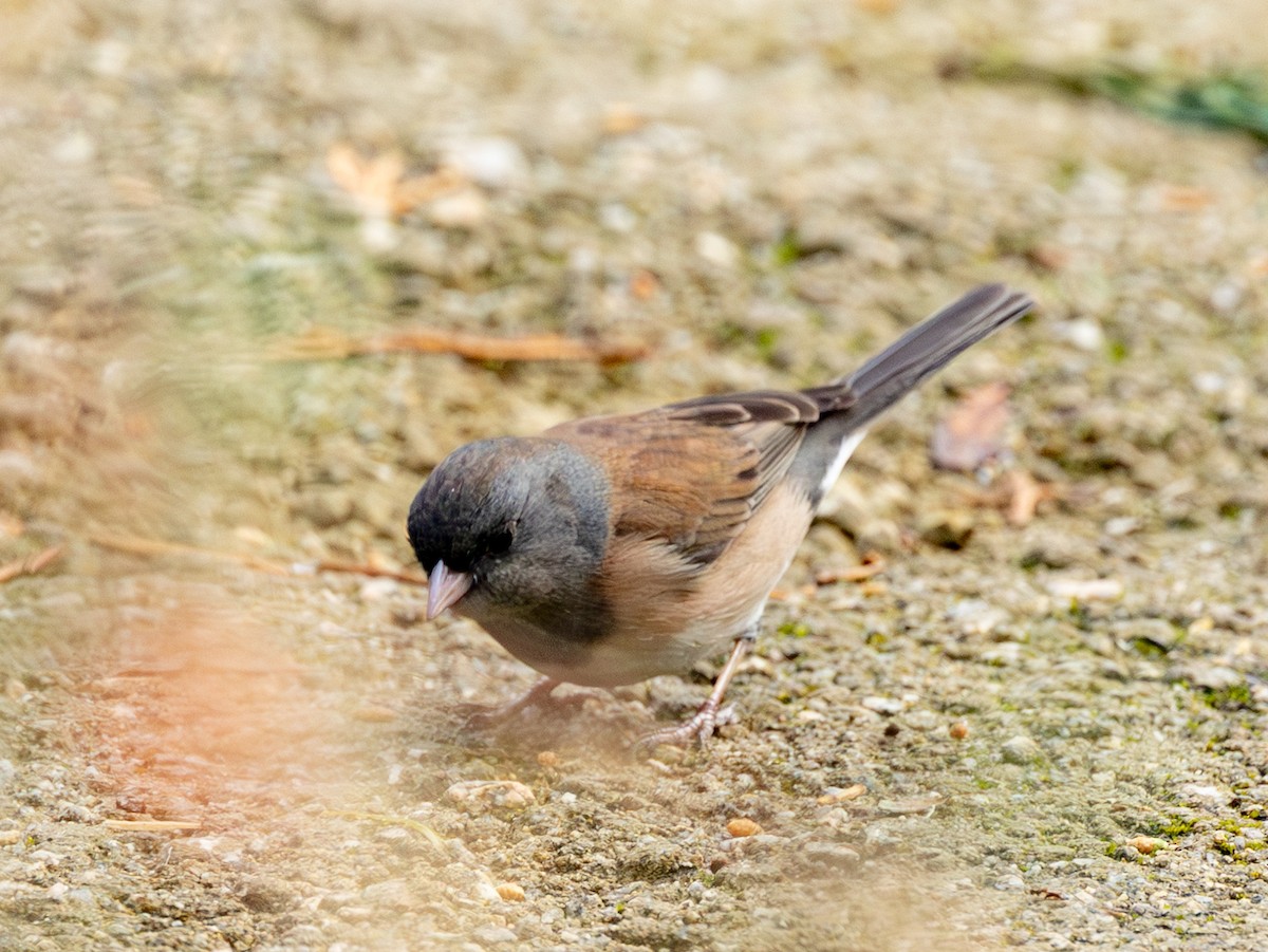 Dark-eyed Junco - ML647758819