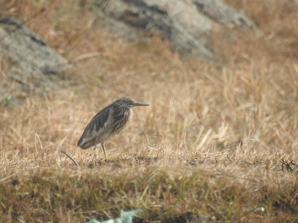 Indian Pond-Heron - ML647758835