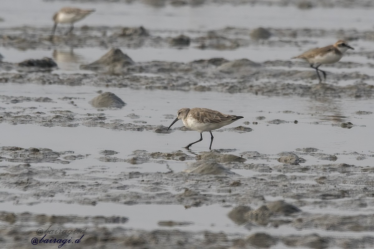 jespák křivozobý - ML647758851