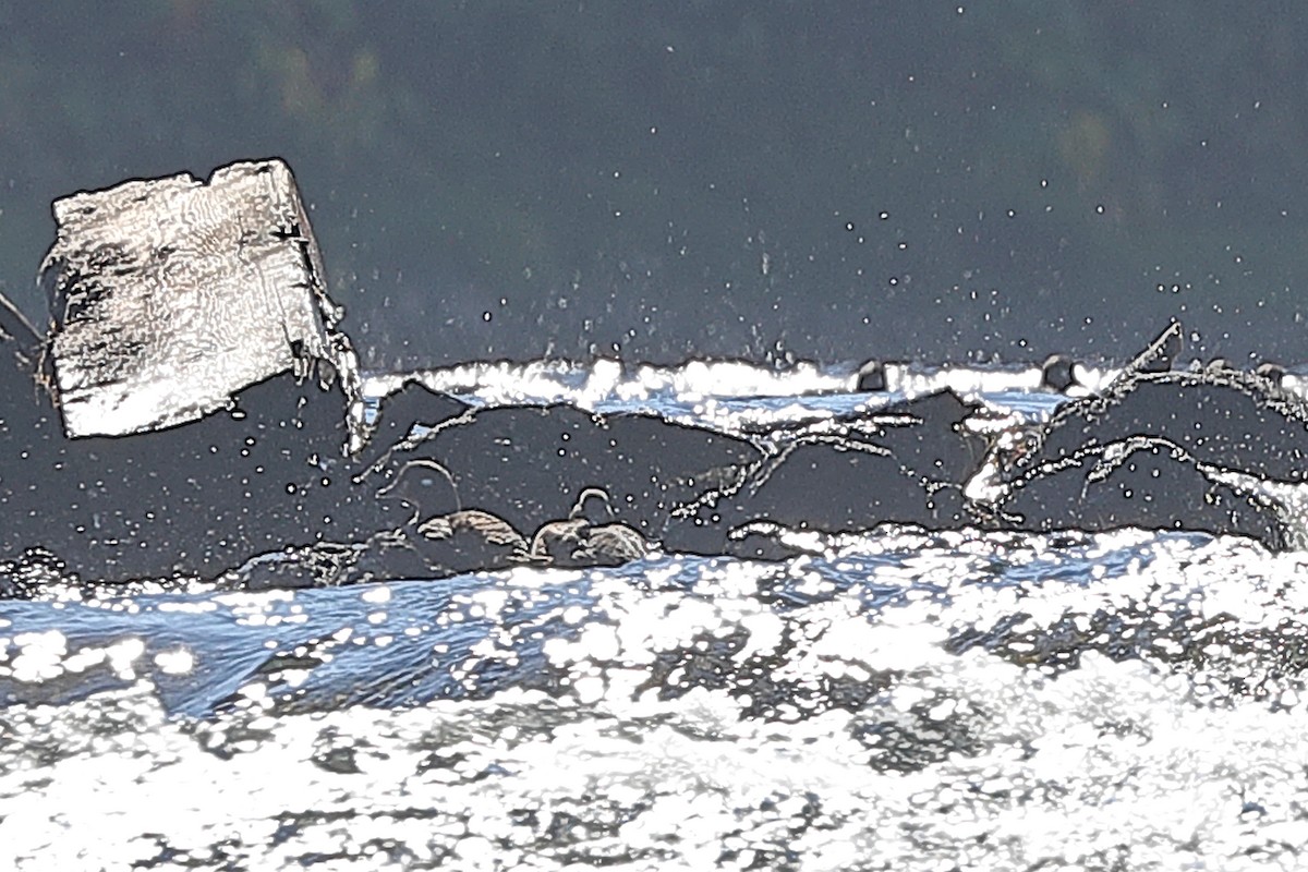 kačka strakatá - ML647758854