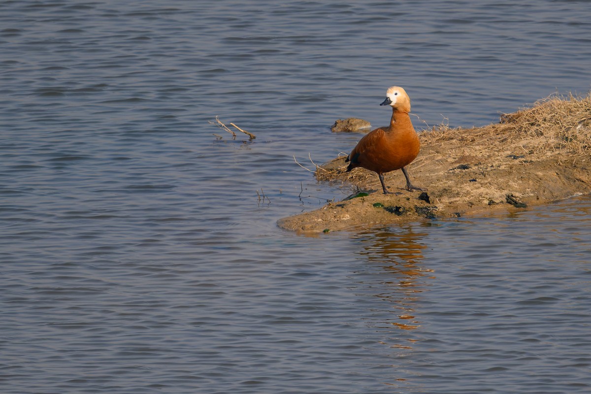 husice rezavá - ML647758856