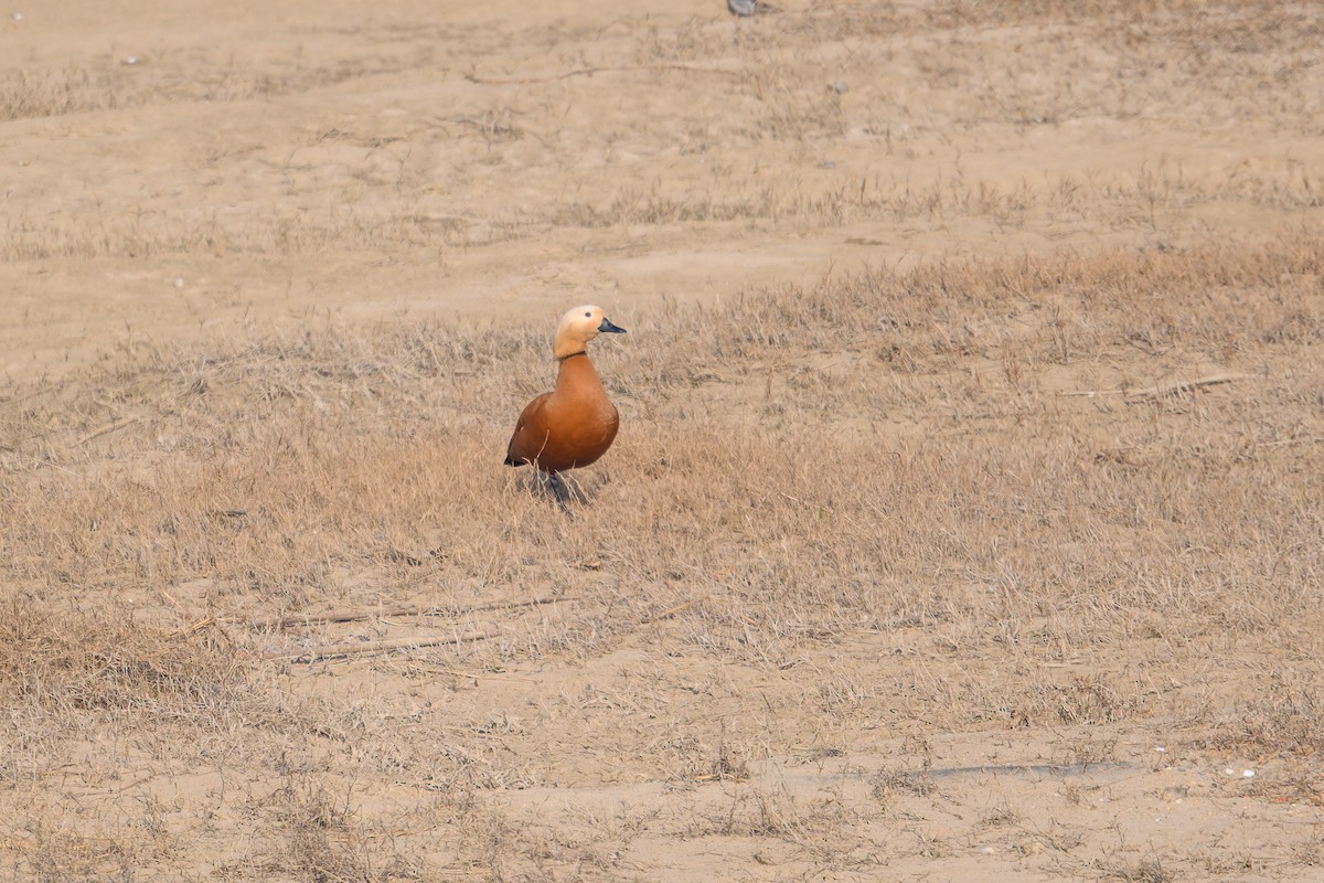 husice rezavá - ML647758860