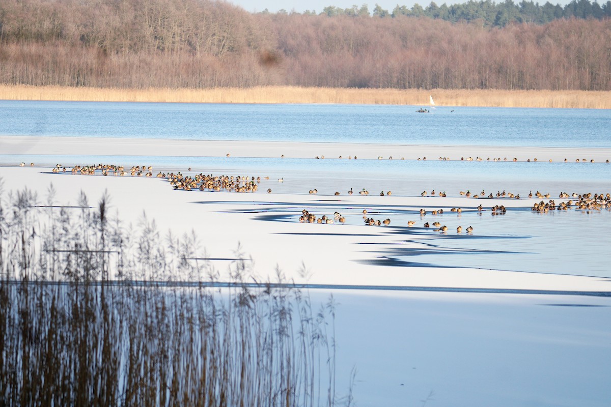 kachna divoká - ML647758862