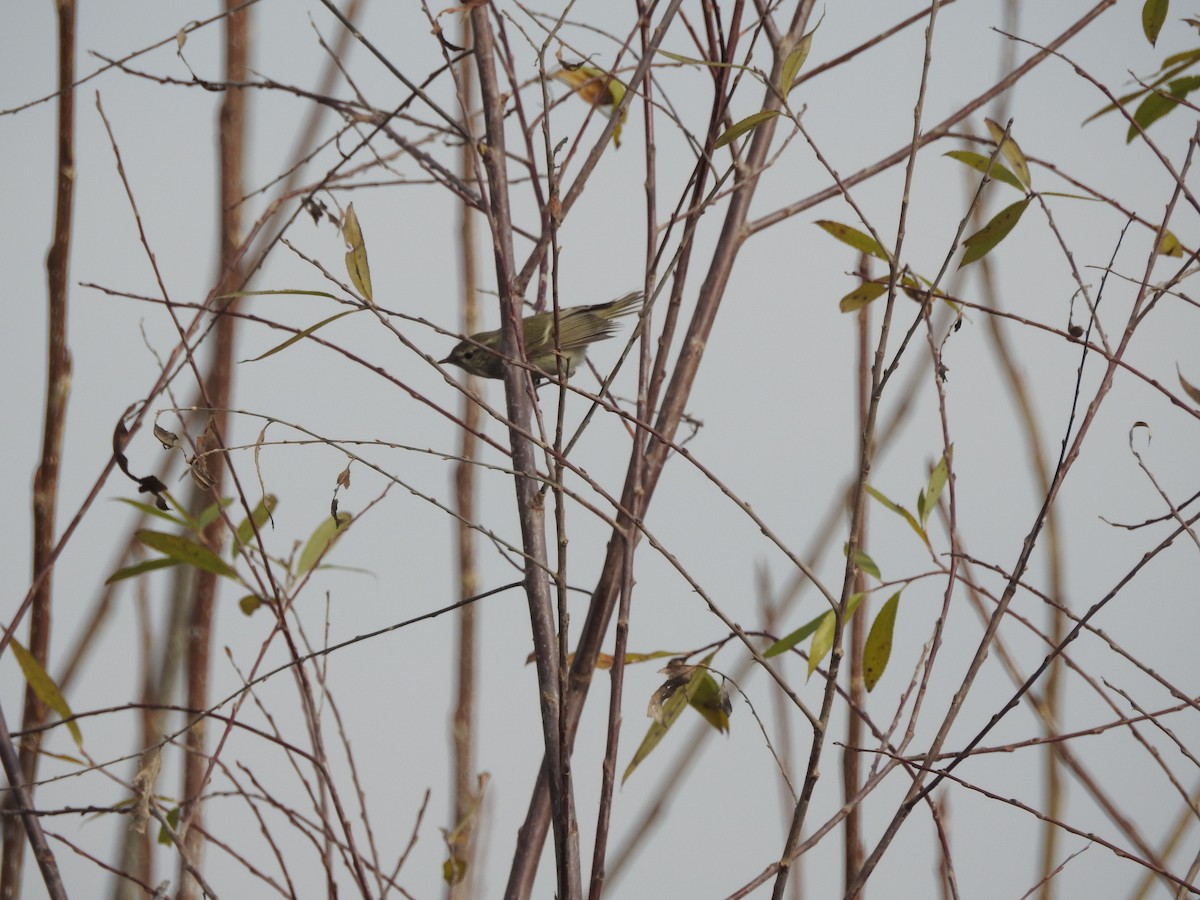 budníček altajský - ML647758863