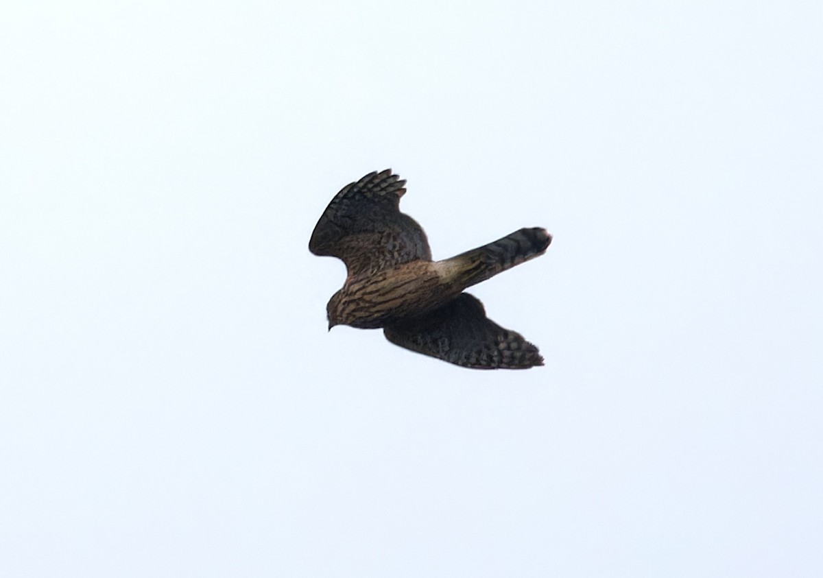 jestřáb lesní - ML647758864