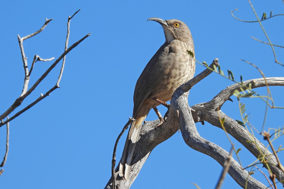 drozdec skvrnitoprsý - ML647758866