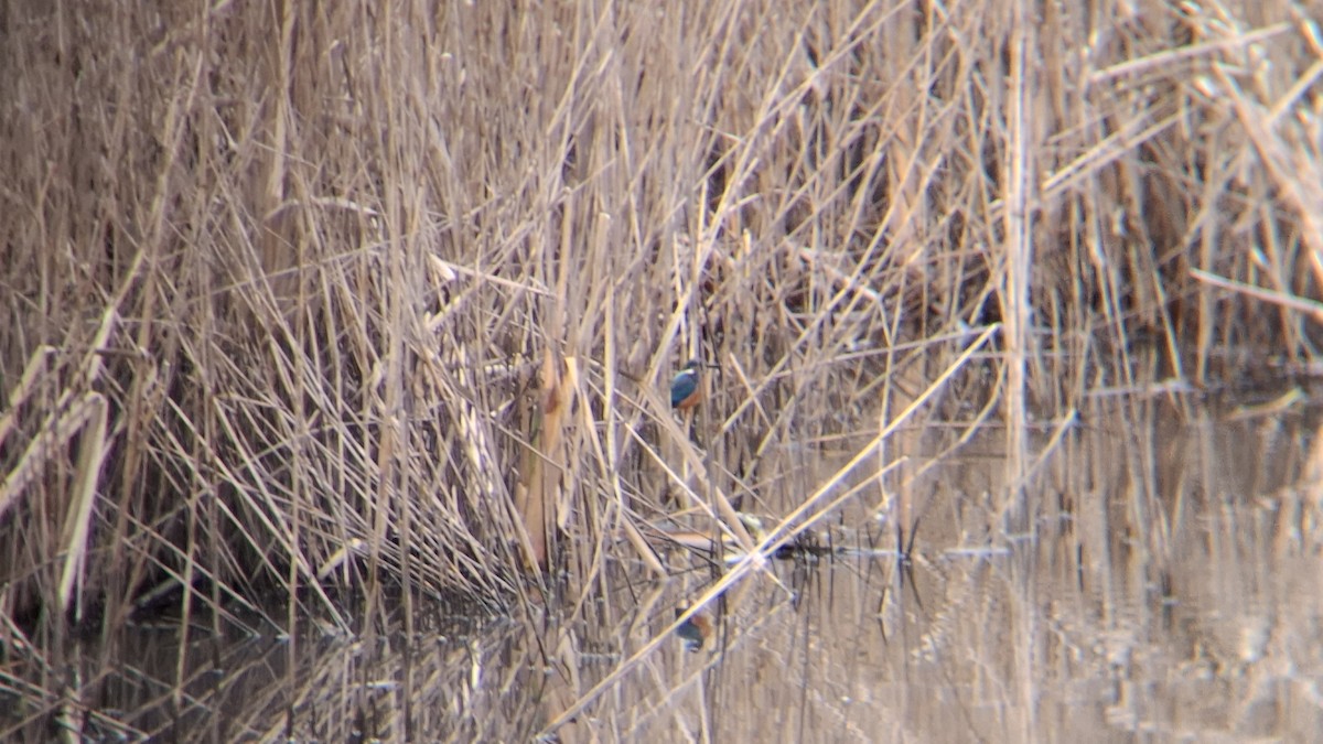 ledňáček říční - ML647758867