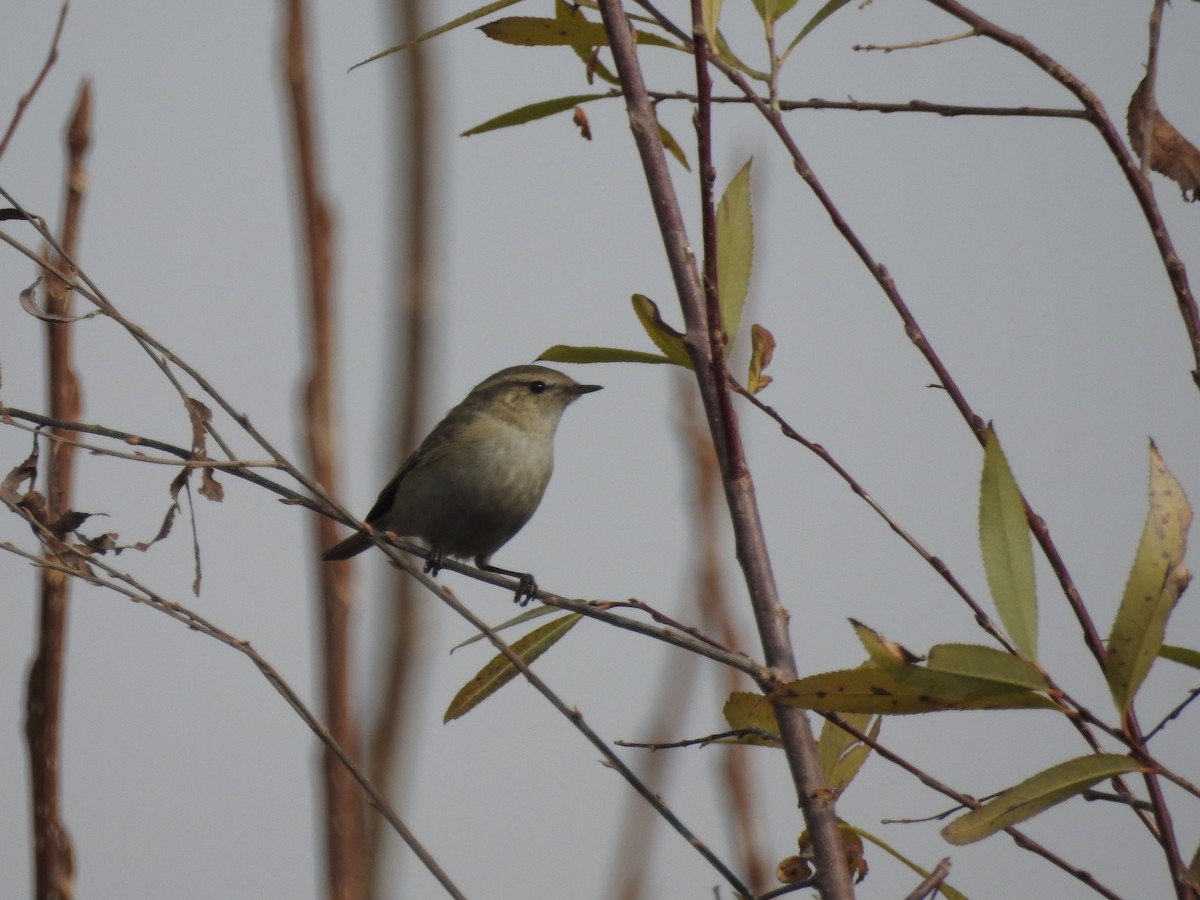 budníček altajský - ML647758870