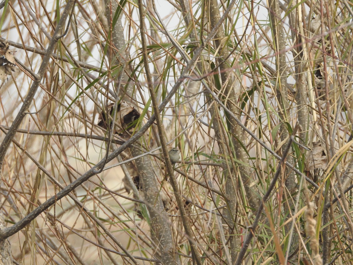 budníček altajský - ML647758871