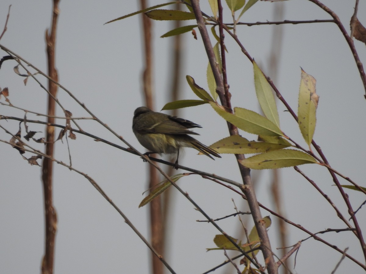 budníček altajský - ML647758872