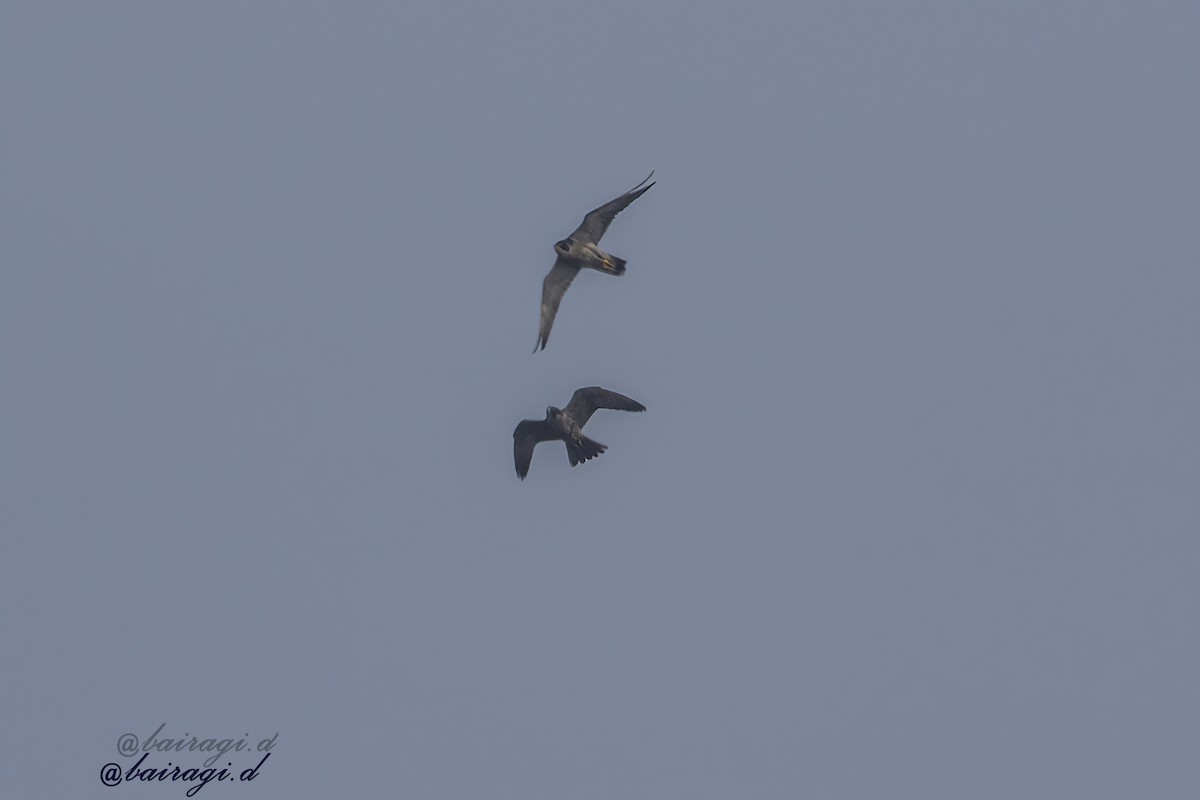 sokol stěhovavý - ML647758874