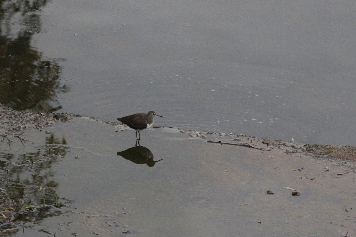 vodouš kropenatý - ML647758875