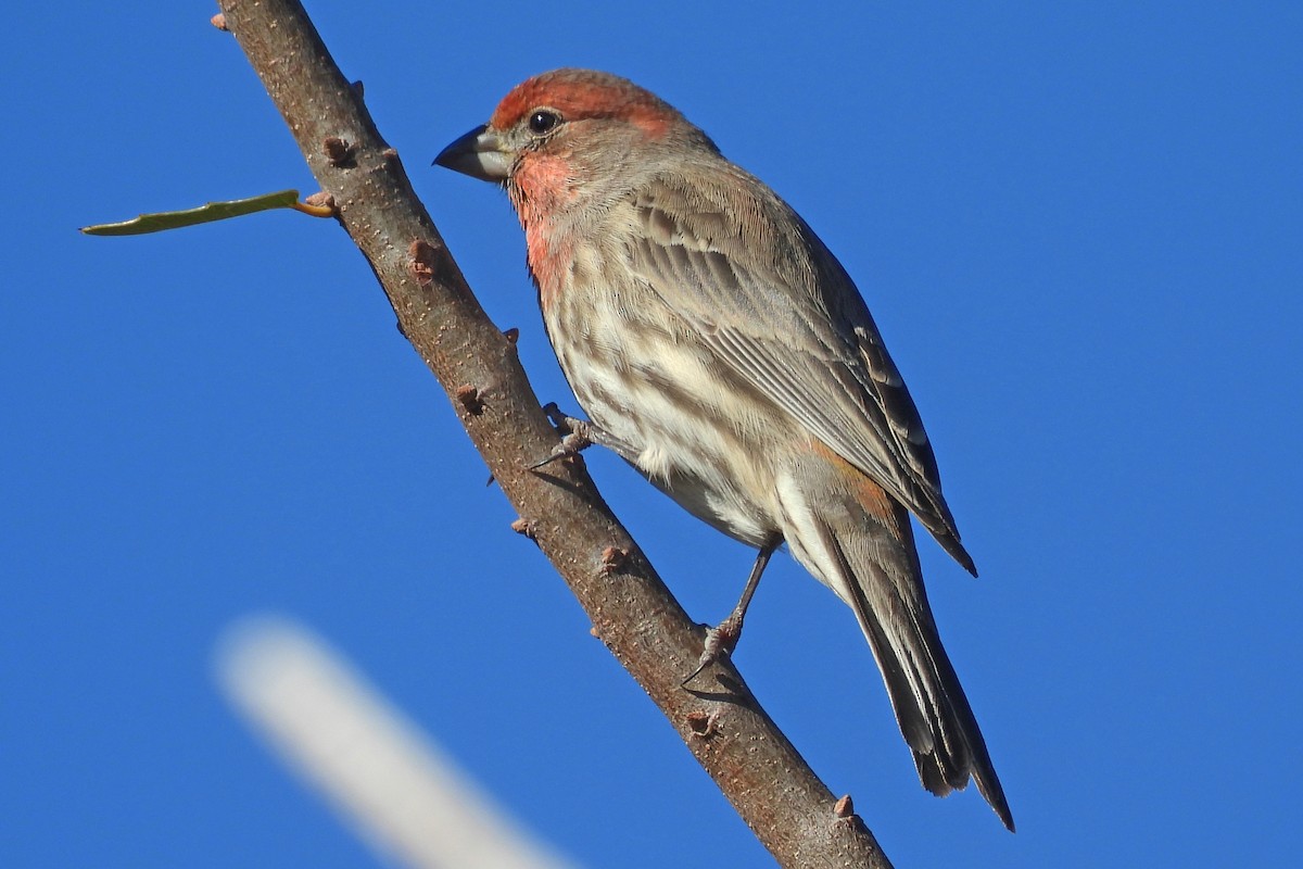 hýl rudoprsý - ML647758876