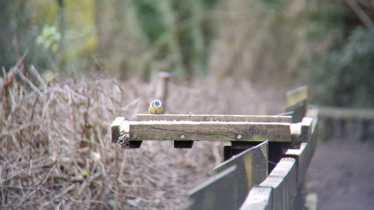 sýkora modřinka - ML647758877