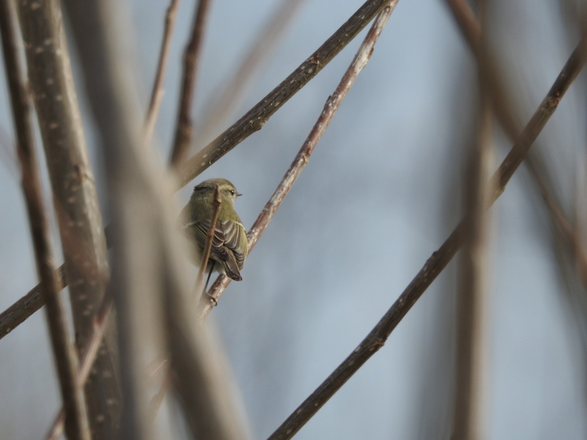 budníček altajský - ML647758878