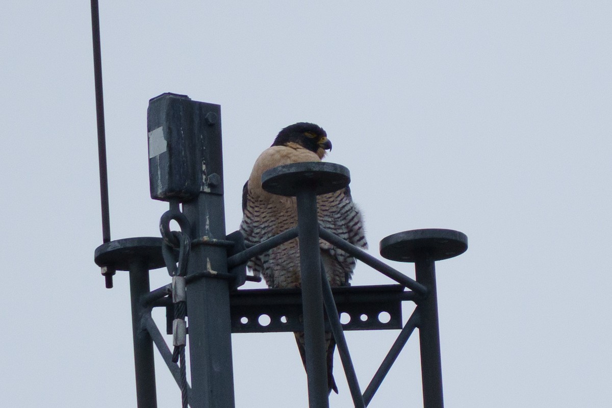 sokol stěhovavý - ML647758879