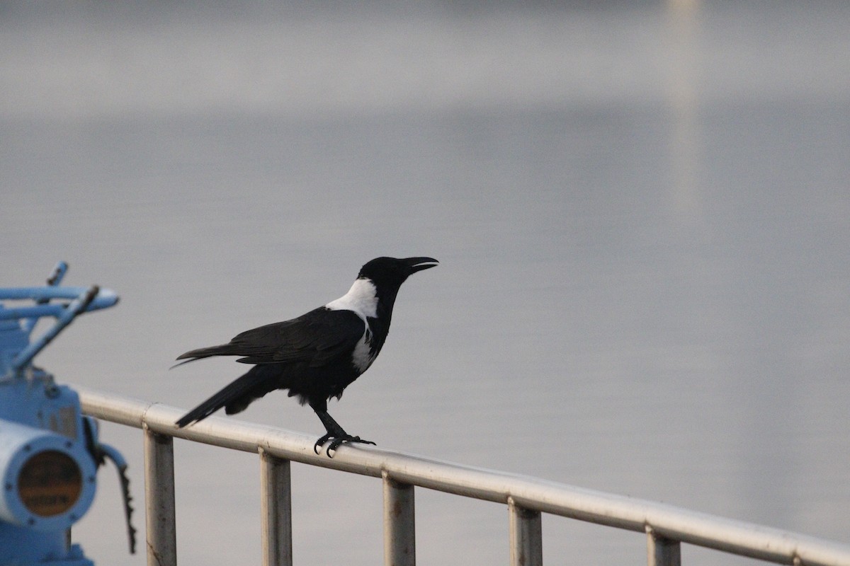 vrána obojková - ML647758880