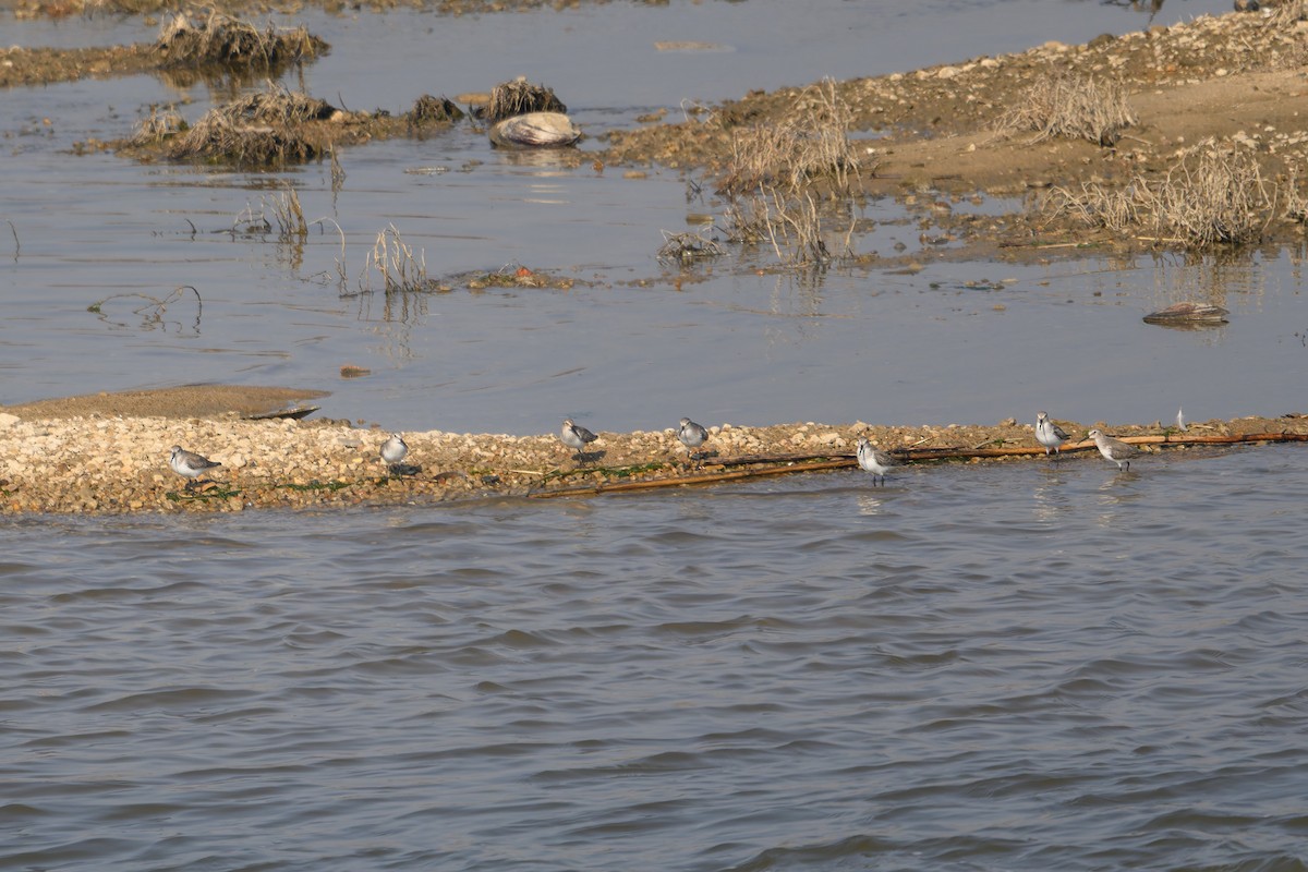 jespák obecný - ML647758881