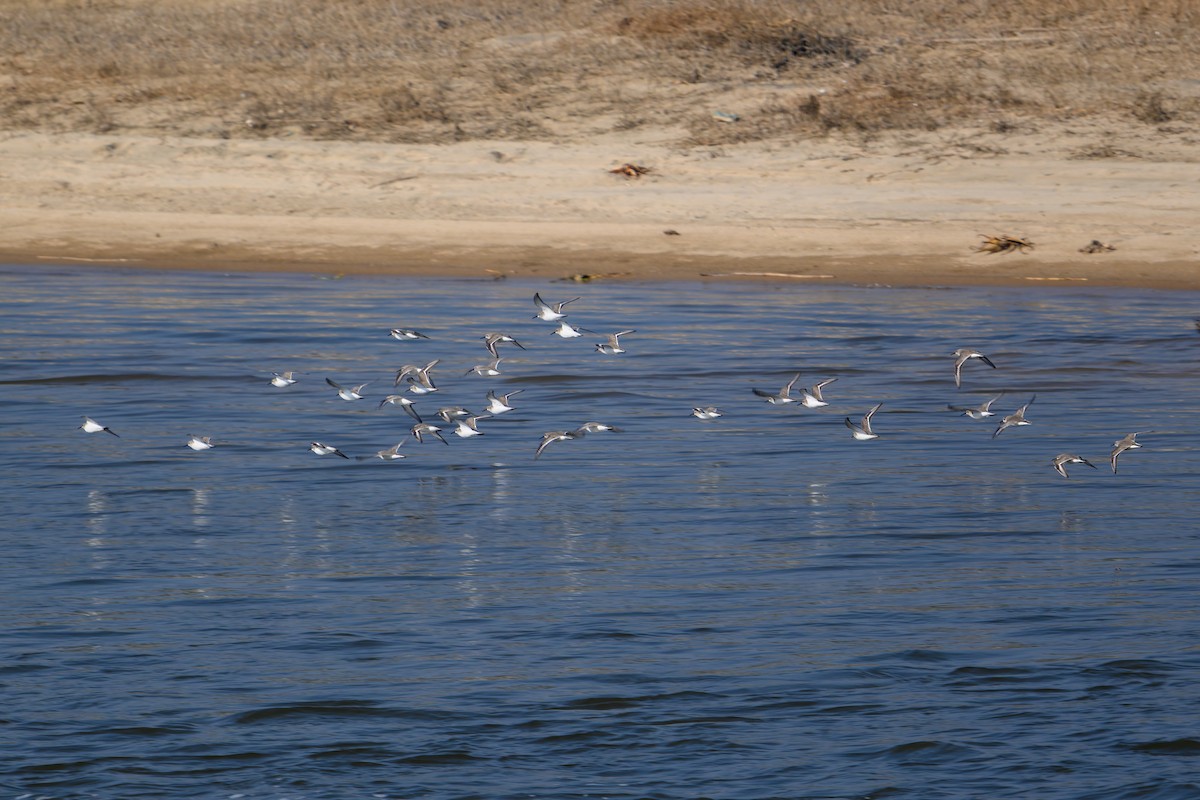 jespák obecný - ML647758882