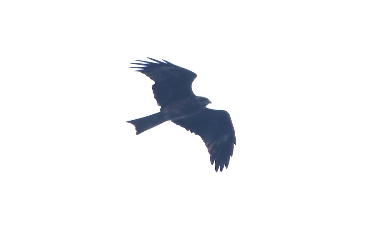 luňák hnědý - ML647758883