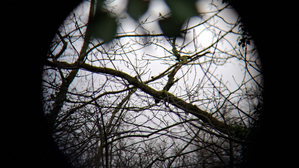 mlynařík dlouhoocasý - ML647758884