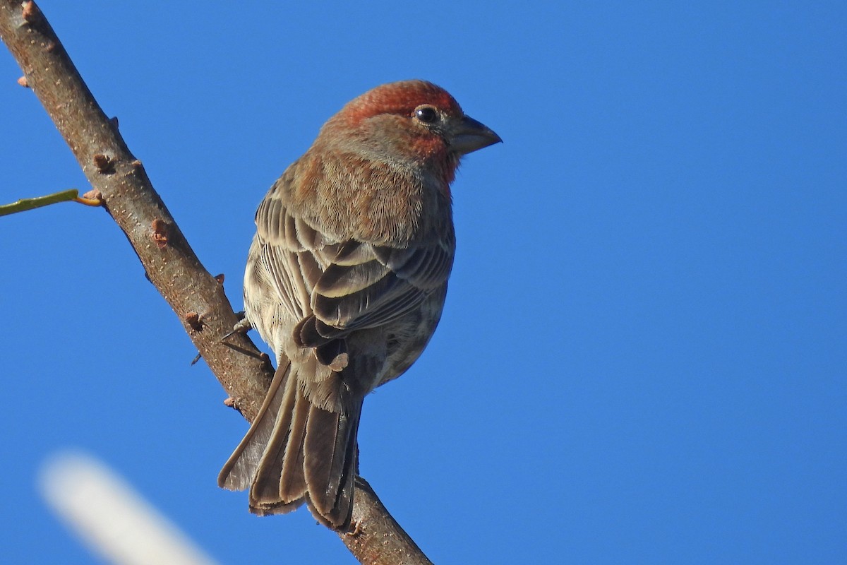 hýl rudoprsý - ML647758885