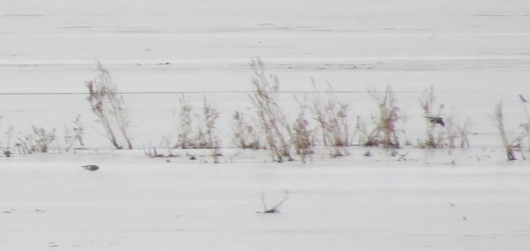 vlaštovka stromová - ML647758886