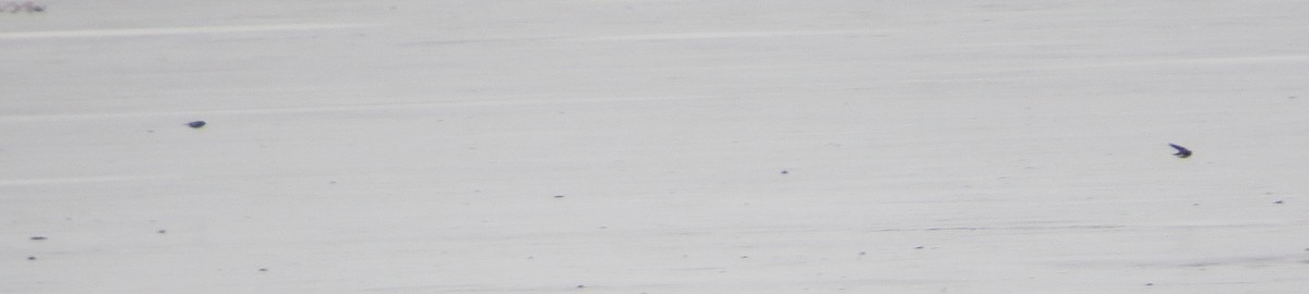 vlaštovka stromová - ML647758887