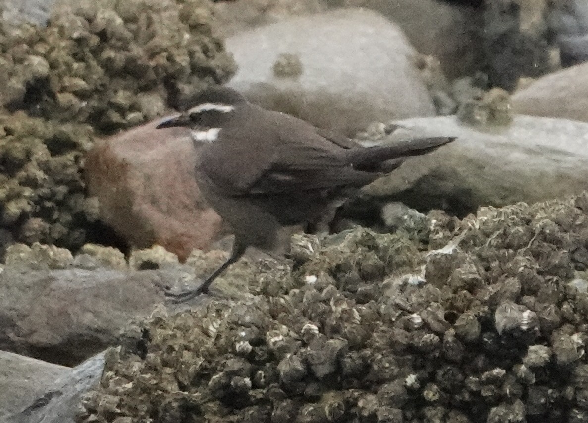 Dark-bellied Cinclodes - ML647758888