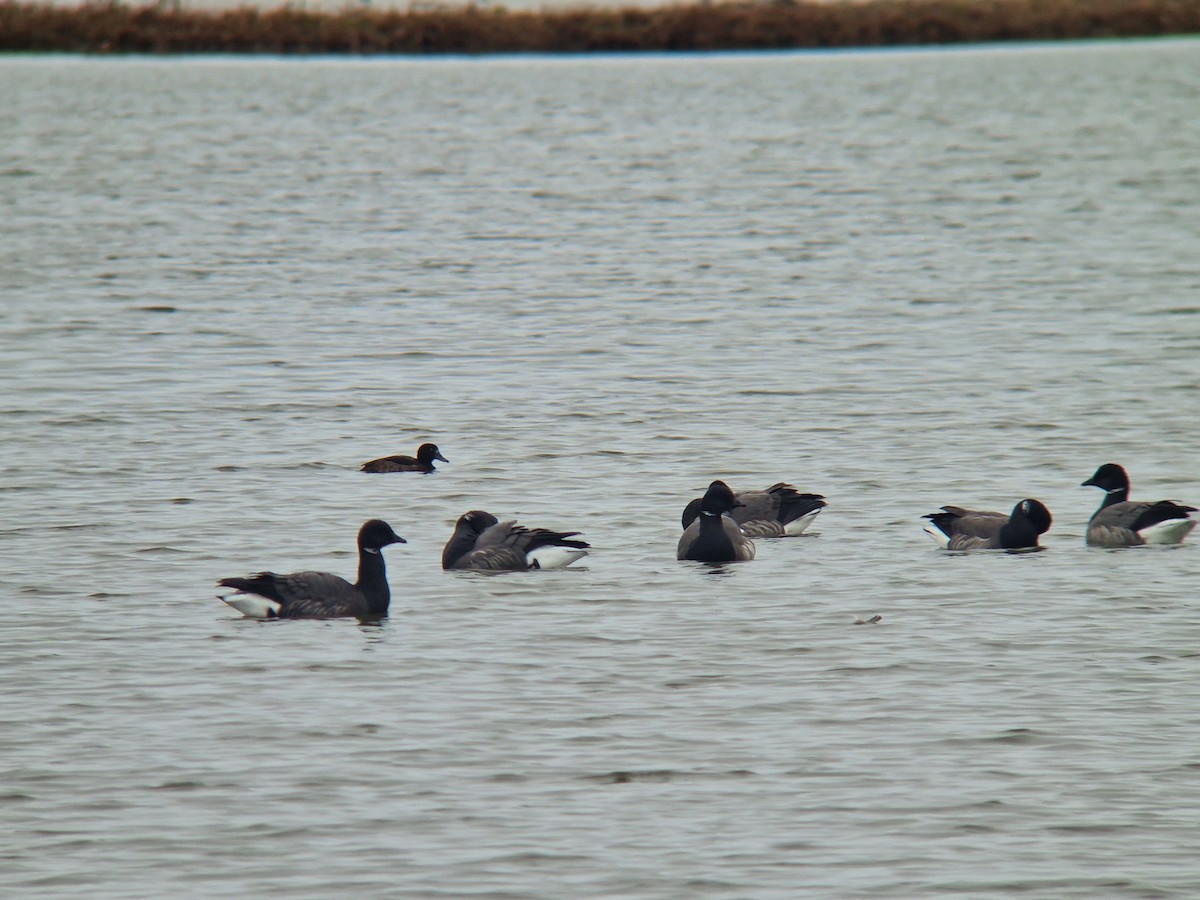 berneška tmavá (ssp. bernicla) - ML647758889