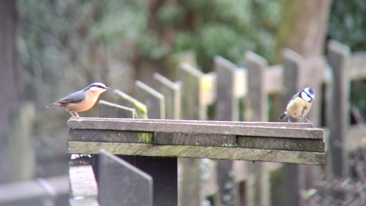 Garrapo eurasiarra - ML647758896